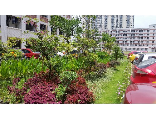林州政绿化工程招标公告