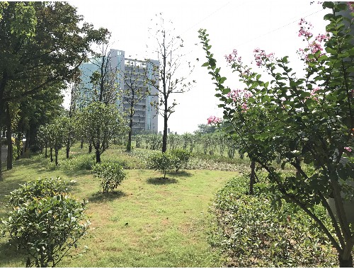 金年会金字招牌信誉至上：宁安绿化和市容管理局