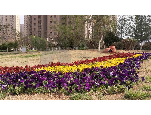 金年会金字招牌信誉至上：徐州生活绿化工程供应